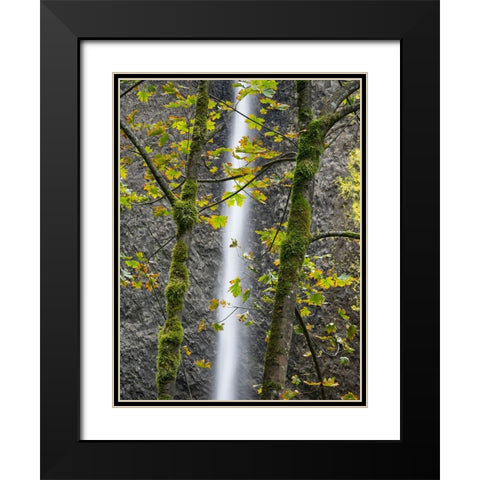 Oregon-Columbia River Gorge National Scenic Area-Latourell Falls and Big Leaf Maple trees Black Modern Wood Framed Art Print with Double Matting by Wild, Jamie and Judy