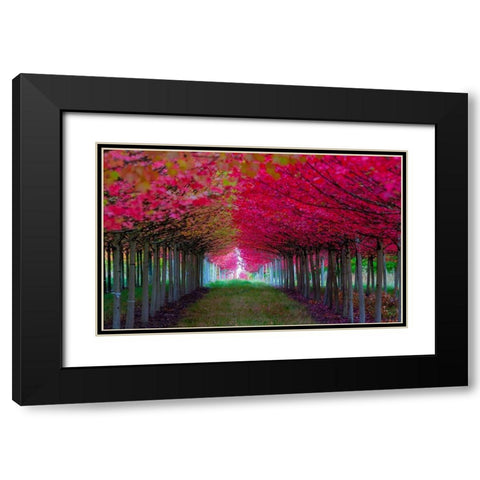 Oregon-Forest Grove A grove of trees in full autumn red Black Modern Wood Framed Art Print with Double Matting by Duval, Richard