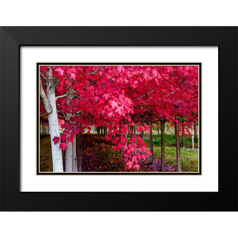 Oregon-Forest Grove A grove of trees in full autumn red Black Modern Wood Framed Art Print with Double Matting by Duval, Richard