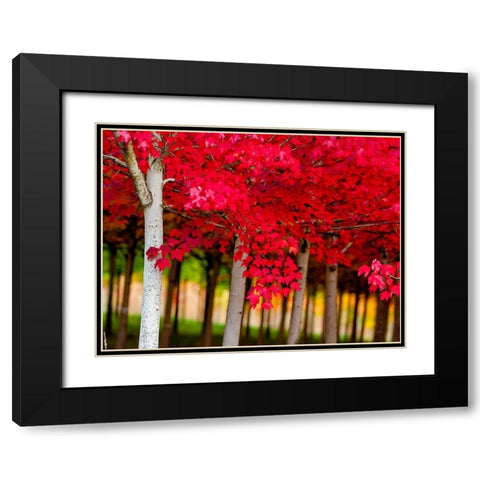 Oregon-Forest Grove A grove of trees in full autumn red Black Modern Wood Framed Art Print with Double Matting by Duval, Richard