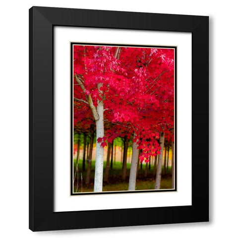 Oregon-Forest Grove A grove of trees in full autumn red Black Modern Wood Framed Art Print with Double Matting by Duval, Richard