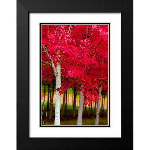 Oregon-Forest Grove A grove of trees in full autumn red Black Modern Wood Framed Art Print with Double Matting by Duval, Richard