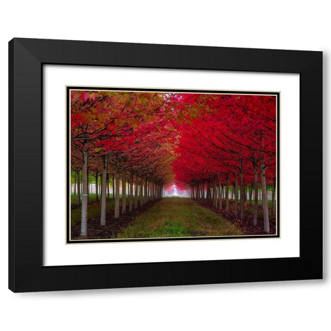 Oregon-Forest Grove A grove of trees in full autumn red Black Modern Wood Framed Art Print with Double Matting by Duval, Richard