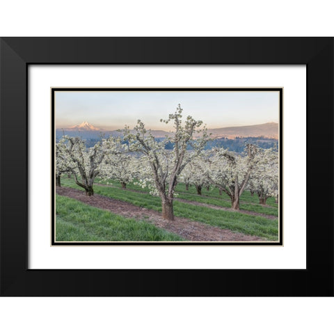 Oregon-Hood River Cherry orchard and Mt Hood Black Modern Wood Framed Art Print with Double Matting by Tilley, Rob