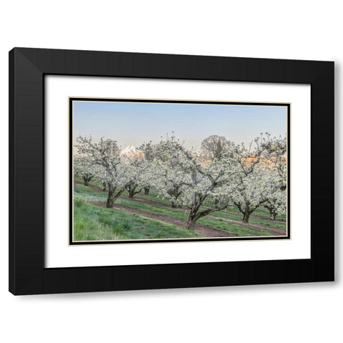Oregon-Hood River Cherry orchard and Mt Hood Black Modern Wood Framed Art Print with Double Matting by Tilley, Rob