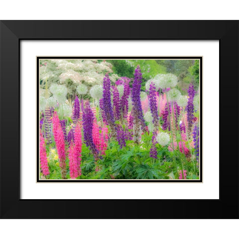 Oregon-Salem-Garden planted with Russel Lupine and Allum Black Modern Wood Framed Art Print with Double Matting by Gulin, Sylvia