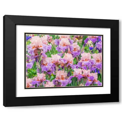 Oregon-Salem-Bearded Iris springtime bloom Black Modern Wood Framed Art Print with Double Matting by Gulin, Sylvia