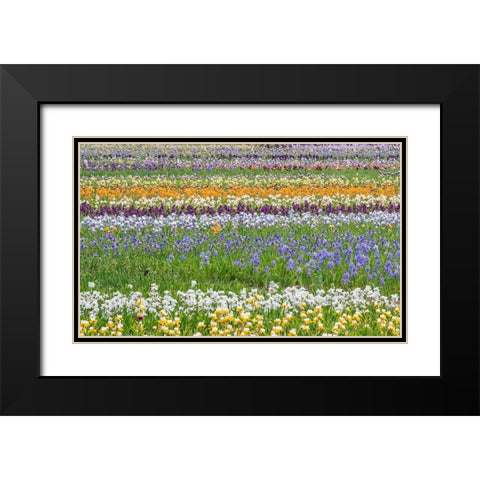 Oregon-Salem Bearded Iris grown in field Black Modern Wood Framed Art Print with Double Matting by Gulin, Sylvia