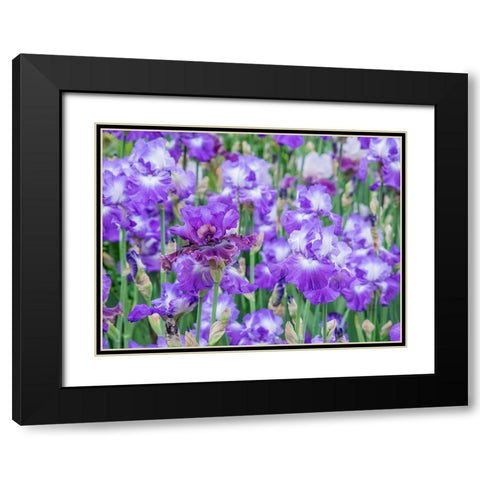 Oregon-Salem-Bearded Iris springtime bloom Black Modern Wood Framed Art Print with Double Matting by Gulin, Sylvia