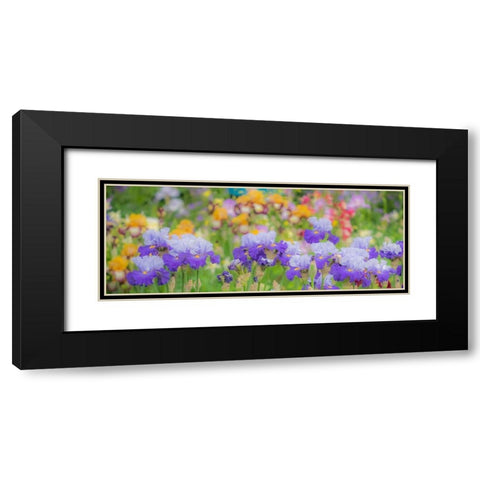 Oregon-Salem-Bearded Iris springtime bloom Black Modern Wood Framed Art Print with Double Matting by Gulin, Sylvia