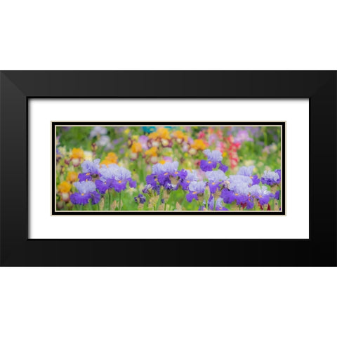 Oregon-Salem-Bearded Iris springtime bloom Black Modern Wood Framed Art Print with Double Matting by Gulin, Sylvia