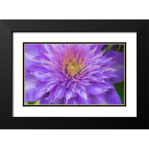Oregon-Salem close-up of purple blooming Clematis flower Black Modern Wood Framed Art Print with Double Matting by Gulin, Sylvia