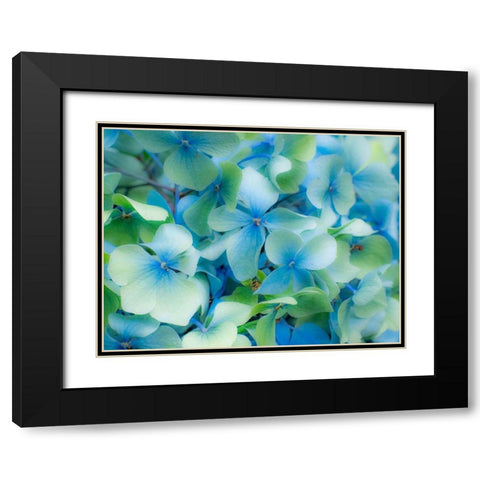 Oregon-Cannon Beach-Northwest Hydrangea blossom Black Modern Wood Framed Art Print with Double Matting by Gulin, Sylvia