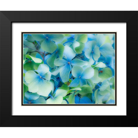 Oregon-Cannon Beach-Northwest Hydrangea blossom Black Modern Wood Framed Art Print with Double Matting by Gulin, Sylvia