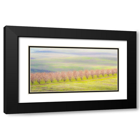 Oregon-The Dalles-Orchard just south of The Dalles cherry trees Black Modern Wood Framed Art Print with Double Matting by Gulin, Sylvia