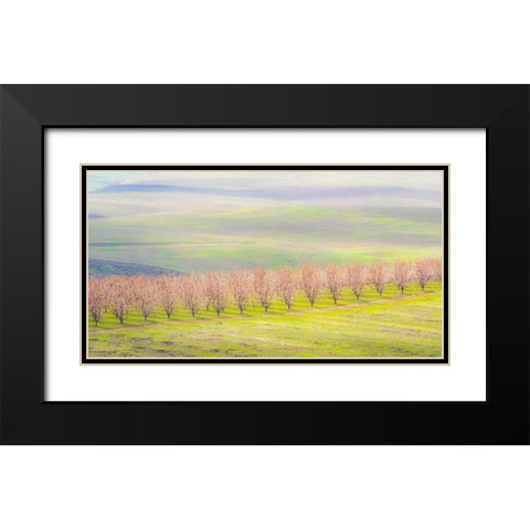 Oregon-The Dalles-Orchard just south of The Dalles cherry trees Black Modern Wood Framed Art Print with Double Matting by Gulin, Sylvia