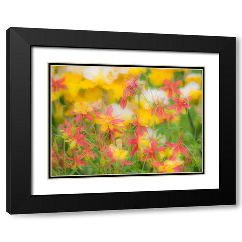 Oregon-Salem-Columbine in display garden Black Modern Wood Framed Art Print with Double Matting by Gulin, Sylvia