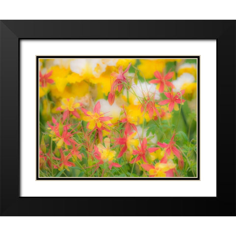 Oregon-Salem-Columbine in display garden Black Modern Wood Framed Art Print with Double Matting by Gulin, Sylvia