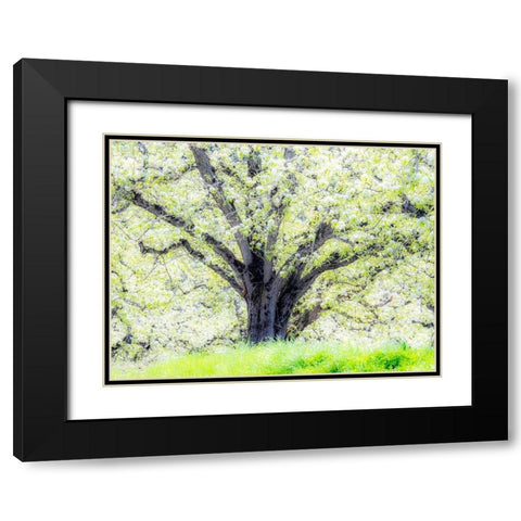 Oregon-Hood River-spring blooming apple tree orchard Black Modern Wood Framed Art Print with Double Matting by Gulin, Sylvia
