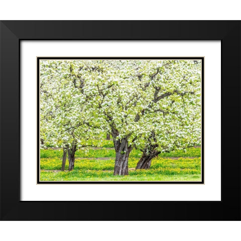 Oregon-Hood River-spring blooming apple tree orchard Black Modern Wood Framed Art Print with Double Matting by Gulin, Sylvia