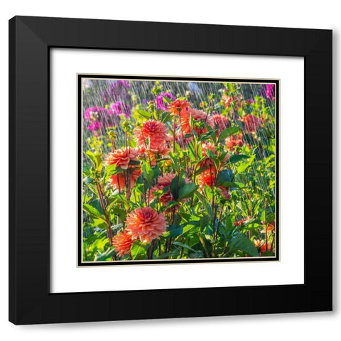 Oregon-Canby-Swam Island Dahlias-water coming down on flowers Black Modern Wood Framed Art Print with Double Matting by Gulin, Sylvia