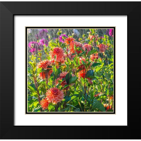 Oregon-Canby-Swam Island Dahlias-water coming down on flowers Black Modern Wood Framed Art Print with Double Matting by Gulin, Sylvia