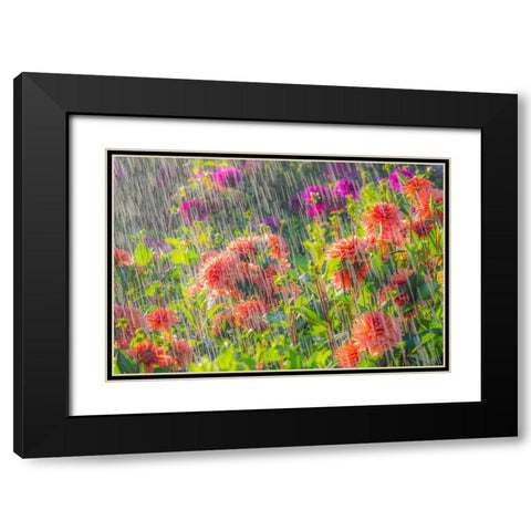 Oregon-Canby-Swam Island Dahlias-water coming down on flowers Black Modern Wood Framed Art Print with Double Matting by Gulin, Sylvia