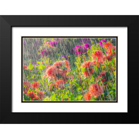 Oregon-Canby-Swam Island Dahlias-water coming down on flowers Black Modern Wood Framed Art Print with Double Matting by Gulin, Sylvia