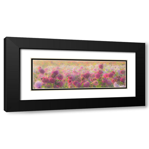 Oregon-Canby-Swam Island Dahlias-water coming down on flowers Black Modern Wood Framed Art Print with Double Matting by Gulin, Sylvia