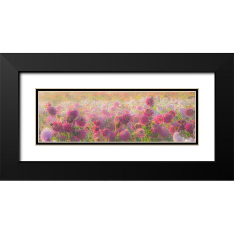 Oregon-Canby-Swam Island Dahlias-water coming down on flowers Black Modern Wood Framed Art Print with Double Matting by Gulin, Sylvia