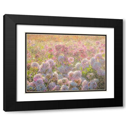 Oregon-Canby-Swam Island Dahlias-water coming down on flowers Black Modern Wood Framed Art Print with Double Matting by Gulin, Sylvia