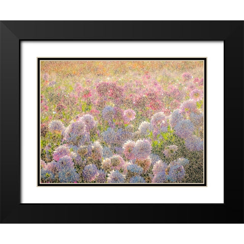 Oregon-Canby-Swam Island Dahlias-water coming down on flowers Black Modern Wood Framed Art Print with Double Matting by Gulin, Sylvia