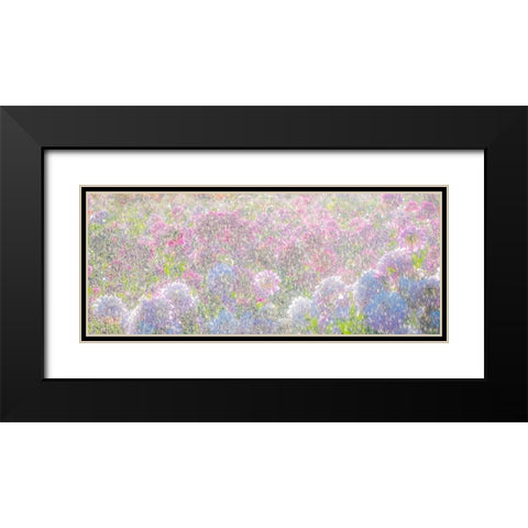 Oregon-Canby-Swam Island Dahlias-water coming down on flowers Black Modern Wood Framed Art Print with Double Matting by Gulin, Sylvia