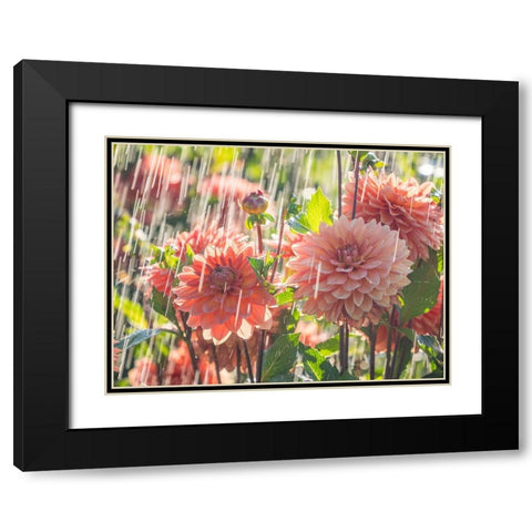 Oregon-Canby-Swam Island Dahlias-water coming down on flowers Black Modern Wood Framed Art Print with Double Matting by Gulin, Sylvia