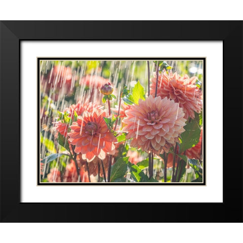 Oregon-Canby-Swam Island Dahlias-water coming down on flowers Black Modern Wood Framed Art Print with Double Matting by Gulin, Sylvia