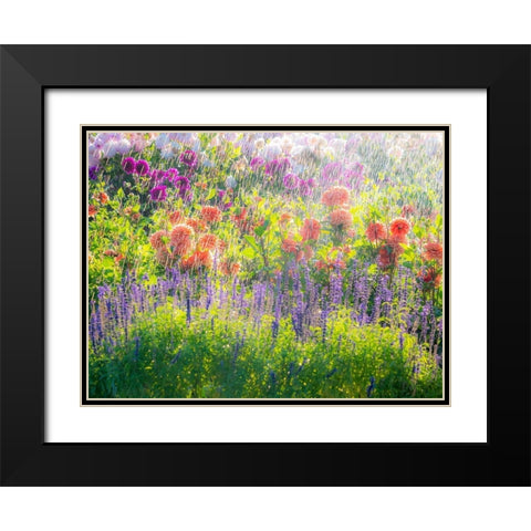 Oregon-Canby-Swam Island Dahlias-water coming down on flowers Black Modern Wood Framed Art Print with Double Matting by Gulin, Sylvia