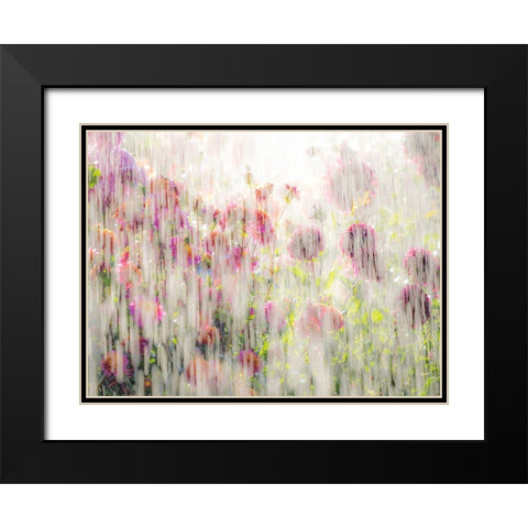 Oregon-Canby-Swam Island Dahlias-water coming down on flowers Black Modern Wood Framed Art Print with Double Matting by Gulin, Sylvia
