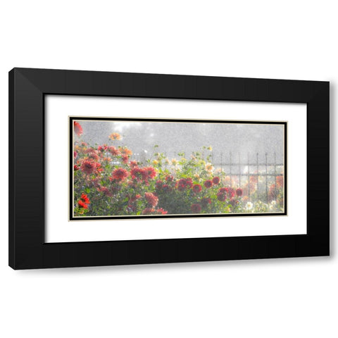 Oregon-Canby-Swam Island Dahlias-water coming down on flowers Black Modern Wood Framed Art Print with Double Matting by Gulin, Sylvia