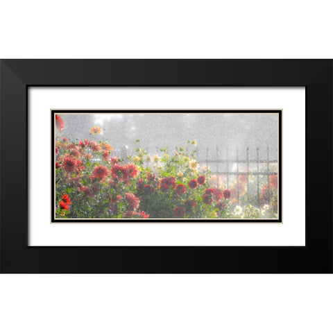 Oregon-Canby-Swam Island Dahlias-water coming down on flowers Black Modern Wood Framed Art Print with Double Matting by Gulin, Sylvia