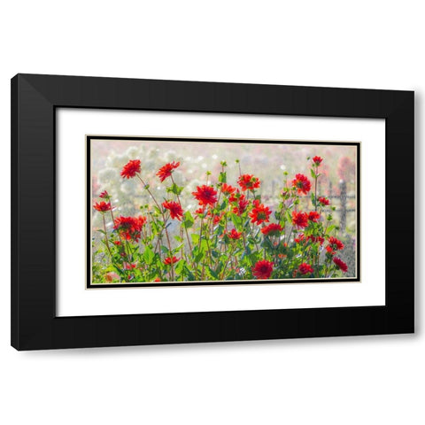 Oregon-Canby-Swam Island Dahlias-water coming down on flowers Black Modern Wood Framed Art Print with Double Matting by Gulin, Sylvia