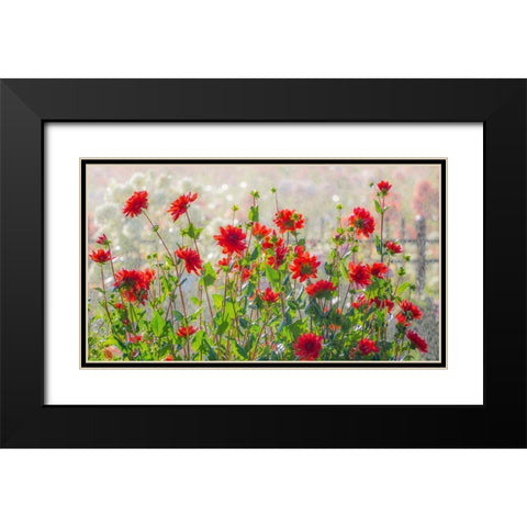 Oregon-Canby-Swam Island Dahlias-water coming down on flowers Black Modern Wood Framed Art Print with Double Matting by Gulin, Sylvia