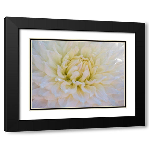 Oregon-Canby-Swam Island Dahlias-Dahlia flower close-ups Black Modern Wood Framed Art Print with Double Matting by Gulin, Sylvia