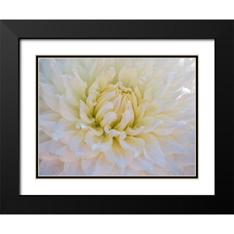 Oregon-Canby-Swam Island Dahlias-Dahlia flower close-ups Black Modern Wood Framed Art Print with Double Matting by Gulin, Sylvia