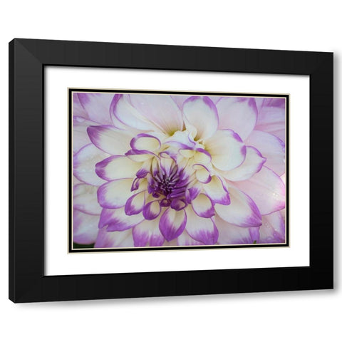 Oregon-Canby-Swam Island Dahlias-Dahlia flower close-ups Black Modern Wood Framed Art Print with Double Matting by Gulin, Sylvia