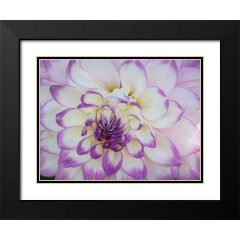 Oregon-Canby-Swam Island Dahlias-Dahlia flower close-ups Black Modern Wood Framed Art Print with Double Matting by Gulin, Sylvia