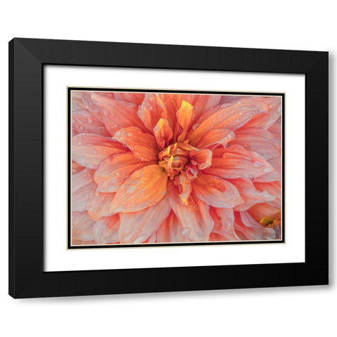 Oregon-Canby-Swam Island Dahlias-Dahlia flower close-ups Black Modern Wood Framed Art Print with Double Matting by Gulin, Sylvia