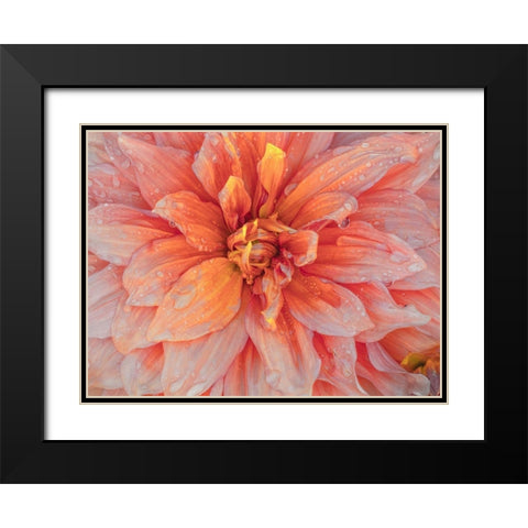 Oregon-Canby-Swam Island Dahlias-Dahlia flower close-ups Black Modern Wood Framed Art Print with Double Matting by Gulin, Sylvia