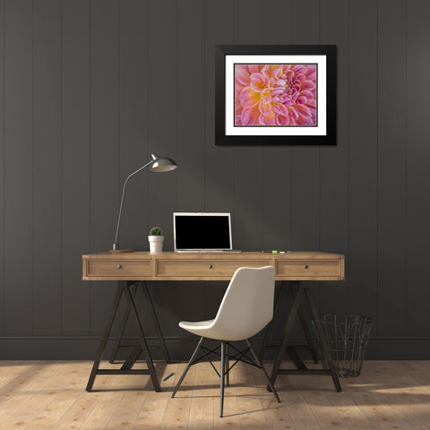 Oregon-Canby-Swam Island Dahlias-Dahlia flower close-ups Black Modern Wood Framed Art Print with Double Matting by Gulin, Sylvia