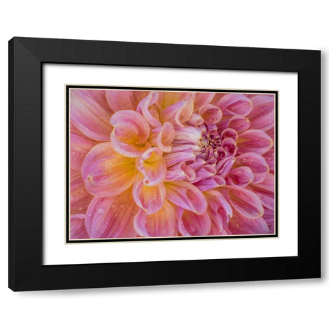 Oregon-Canby-Swam Island Dahlias-Dahlia flower close-ups Black Modern Wood Framed Art Print with Double Matting by Gulin, Sylvia