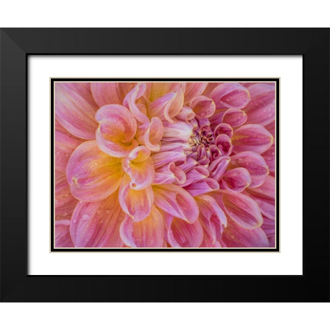 Oregon-Canby-Swam Island Dahlias-Dahlia flower close-ups Black Modern Wood Framed Art Print with Double Matting by Gulin, Sylvia
